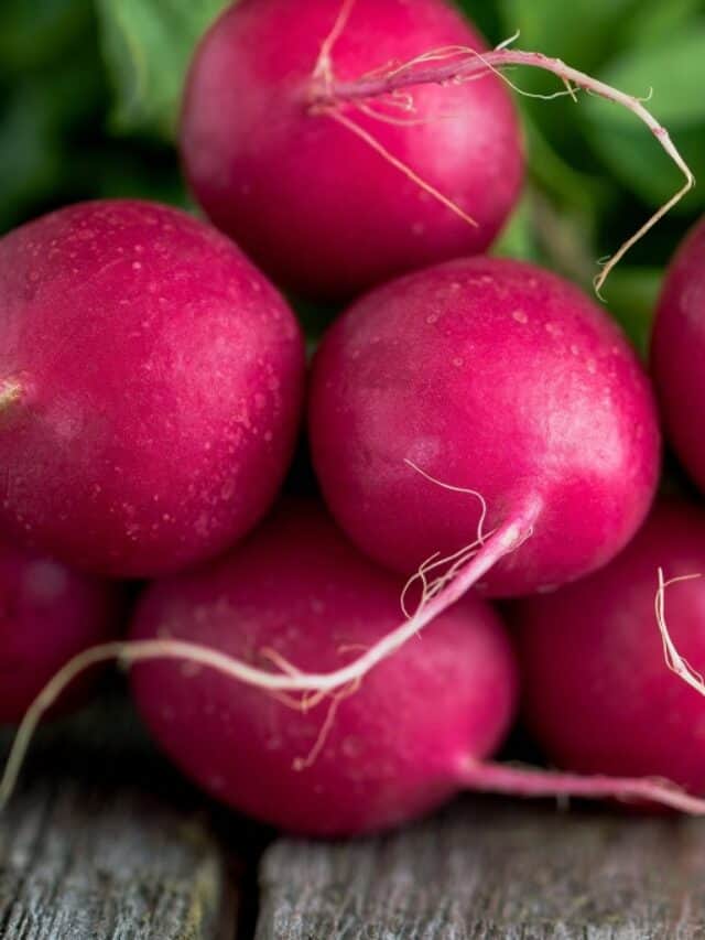 Radish