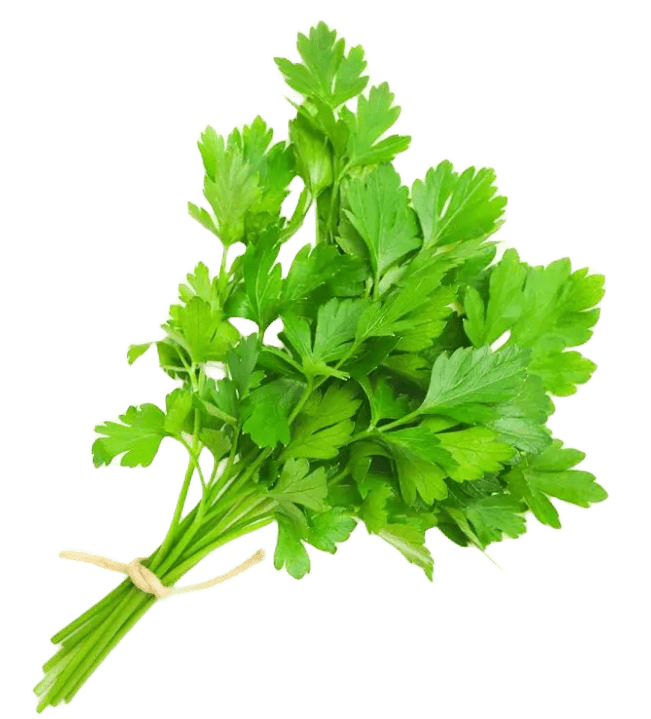 Coriander