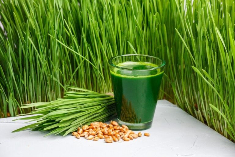 Wheatgrass