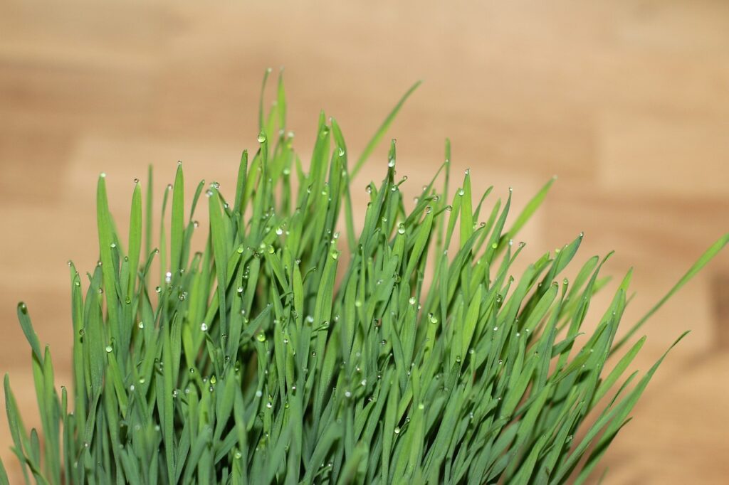 cat grass, grass, wheatgrass-1524834.jpg