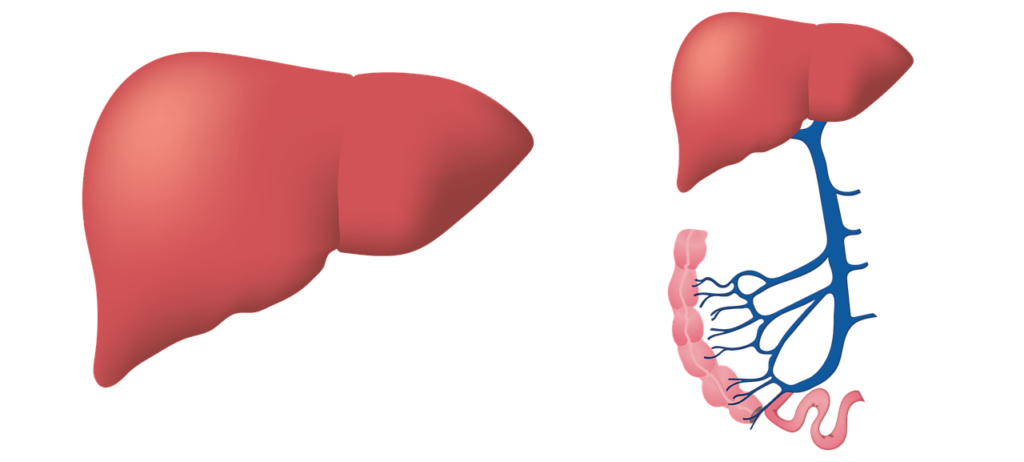 liver, biology, medical-3026639.jpg