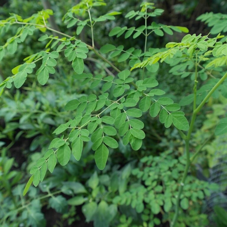 plant, moringa oleifera, superfood-2307261.jpg